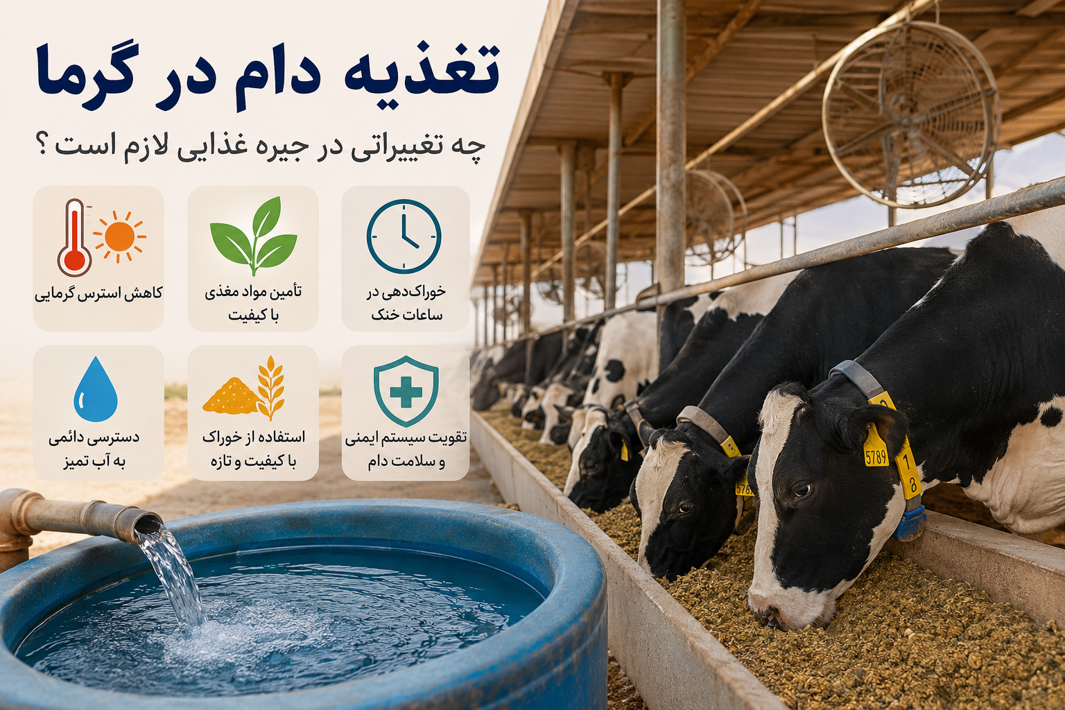 تغذیه دام در گرما و مدیریت خوراک گاو در تابستان