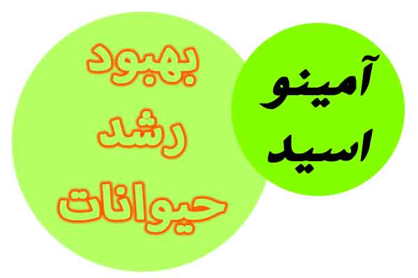 بررسی رابطه ترکیب آمینواسید خوراک با رشد دام